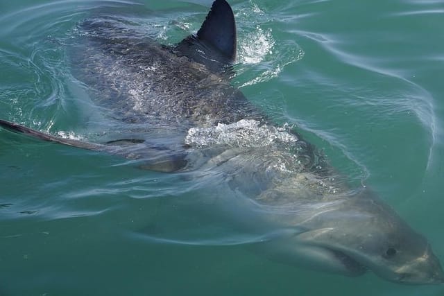 Incredible on board views of the Great White Shark